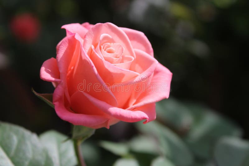 Pink Colour Flower in Garden Stock Photo Image of flower, look 274850062