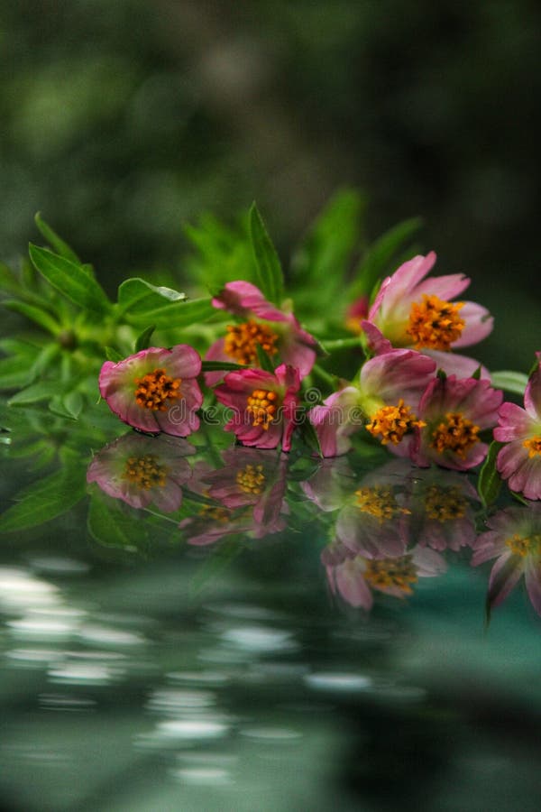Pink Colour Flower with Water Reflection Stock Photo Image of pink