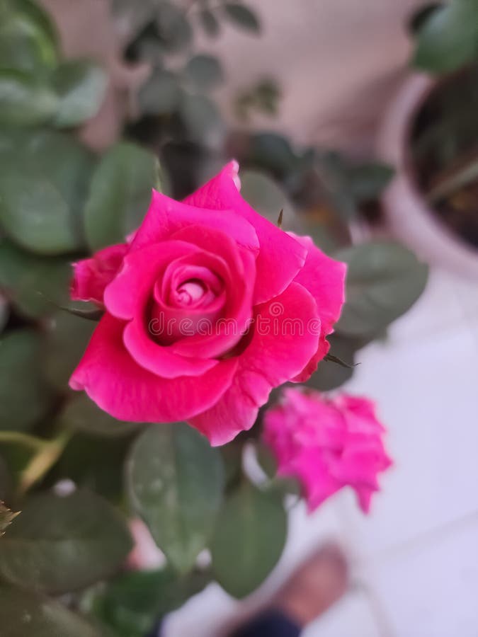 Pink colour rose stock photo. Image of pink, colour 264409112