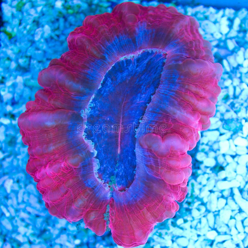 blue clawfish blue clawfish