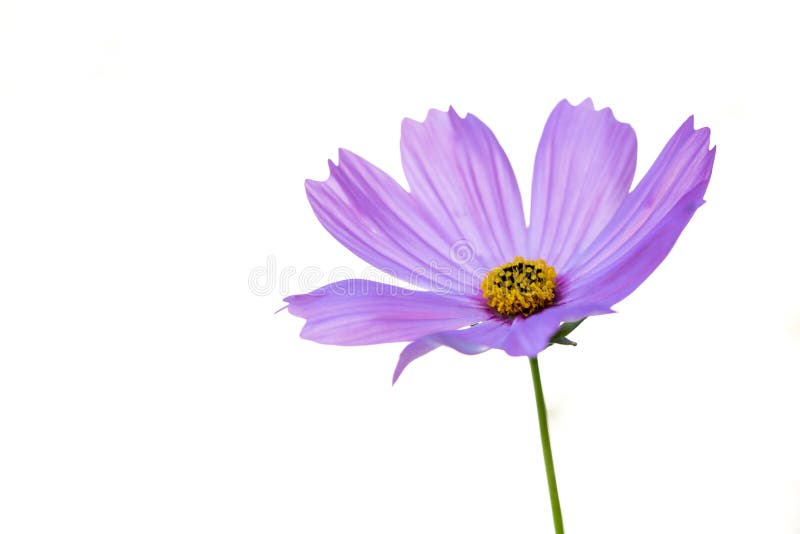 Cosmos Flower on White Background Stock Photo - Image of daisy, cosmos:  140365818