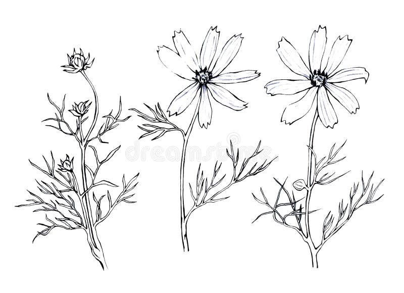 Pink Cosmos bipinnatus, commonly called the garden cosmos or Mexican aster. royalty free illustration Pink Cosmos bipinnatus, commonly called the garden cosmos or Mexican aster. royalty free illustration