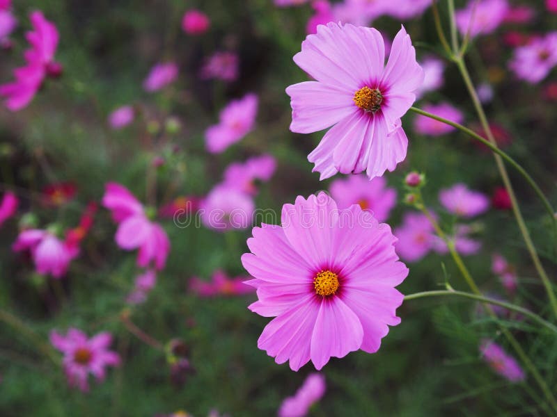 Pink cosmos blooming in the garden