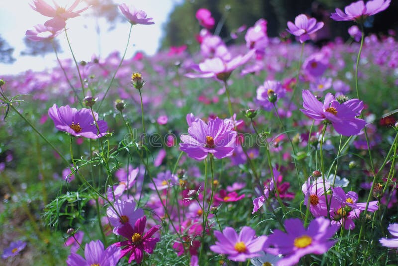 Pink Cosmos Field and Sun Shade Stock Image - Image of cosmos, floral ...