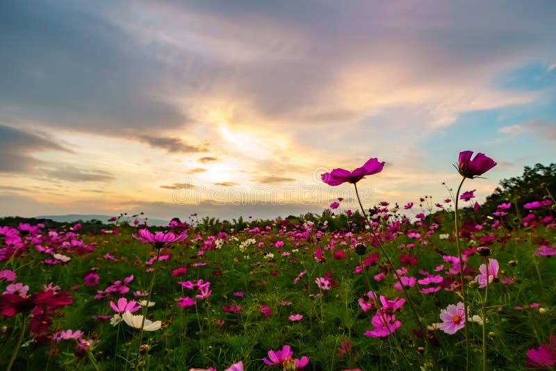 Pink Cosmos on Field in Twilight Stock Image Image of flowers, bright