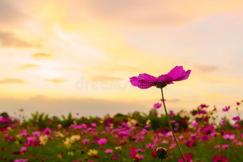 Pink Cosmos on Field in Twilight Stock Photo Image of landscape