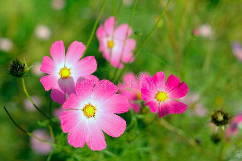 Pink cosmos flower.