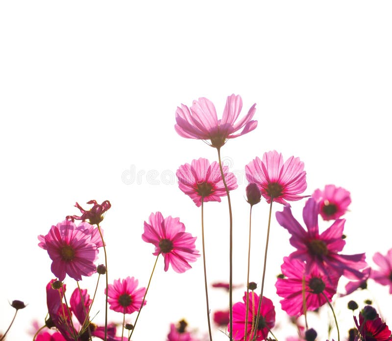 Pink cosmos flower in the field in the morning over white background