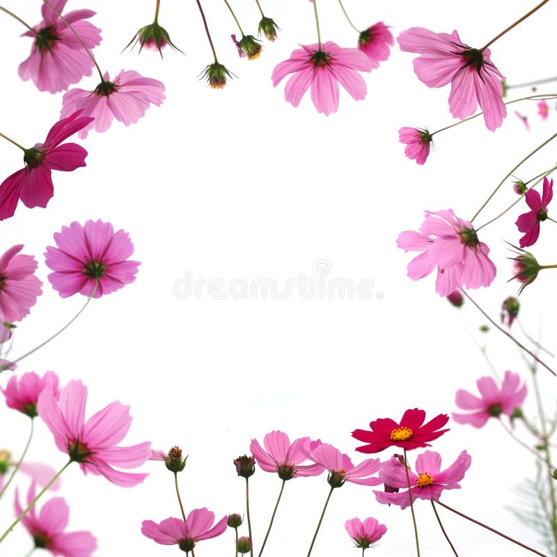 Pink cosmos flower in the meadow isolated on white background