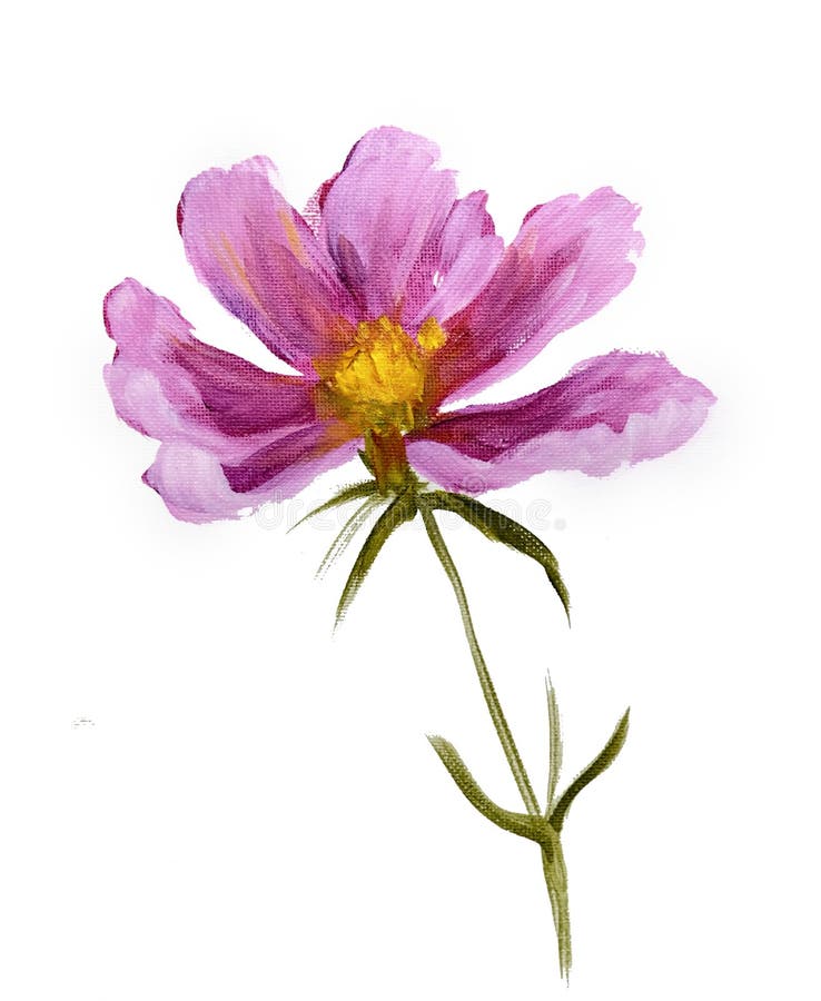 Pink cosmos flower stock illustration. Illustration of bright - 95093547