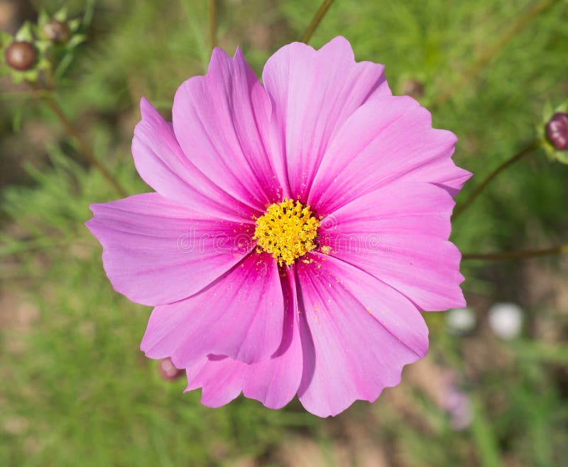 Pink Cosmos Flower royalty free stock image