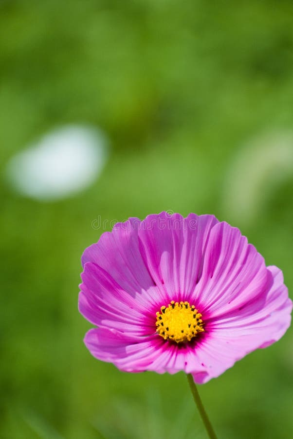 Pink cosmos at the green field