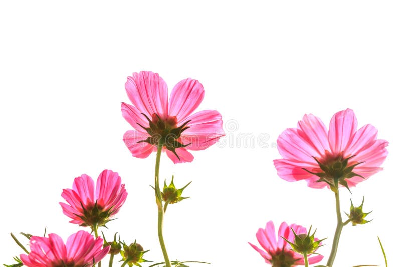 Pink cosmos on isolated background
