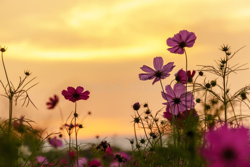 Pink Cosmos in Twilight Time Stock Image Image of dawn, orange 82527079