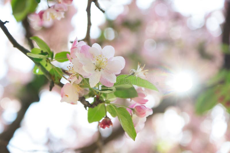 Pink crab apple blossom stock photo. Image of flowers 47414790