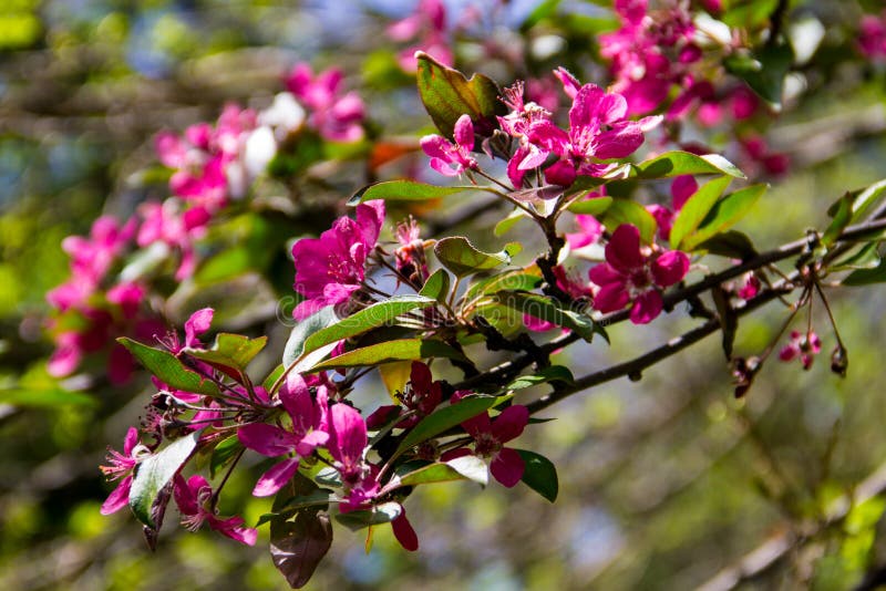 Pink Crabapple Blossoms on Tree Branch Stock Photo Image of