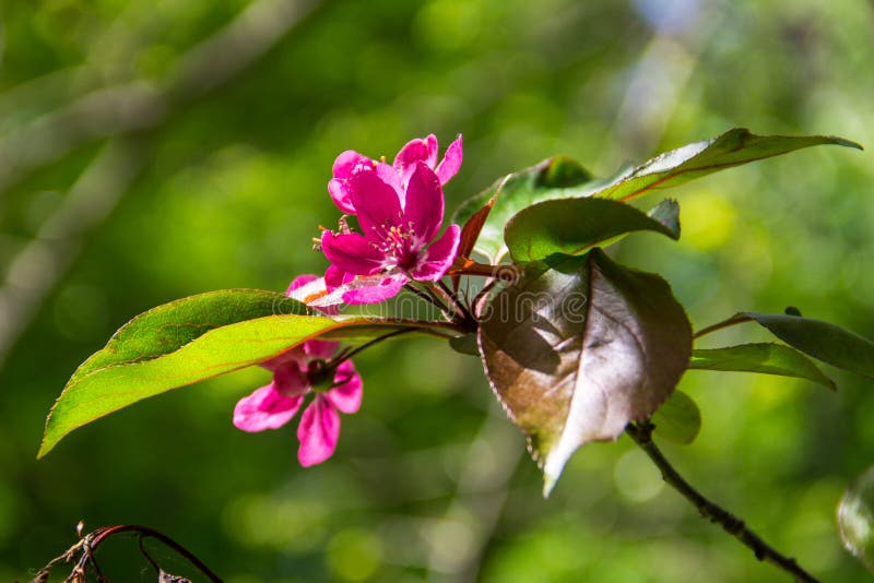 Pink Crabapple Blossoms on Tree Branch Stock Image Image of