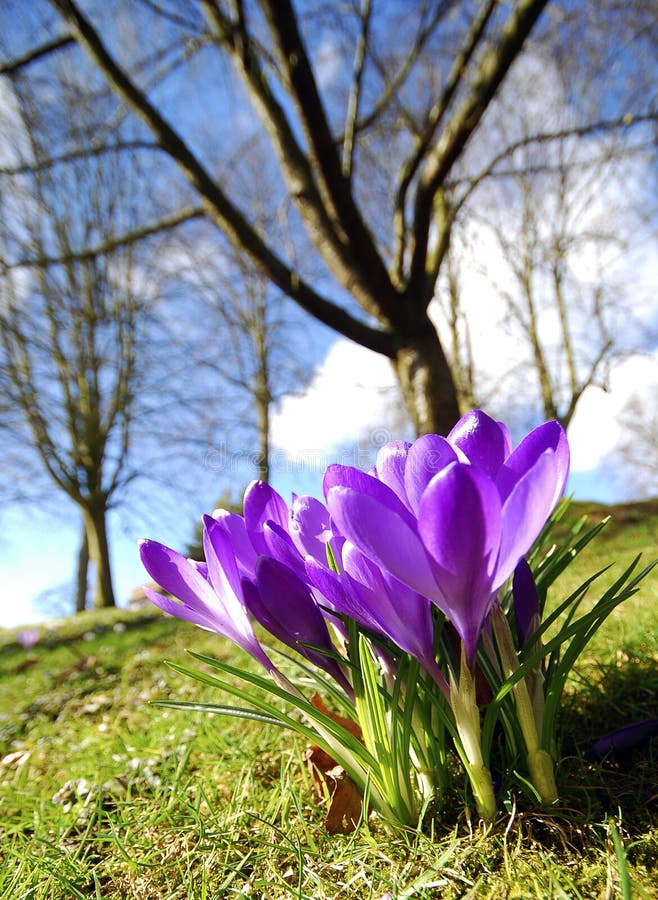 Pink crocus flowers stock image. Image of bloom, branches 26630449