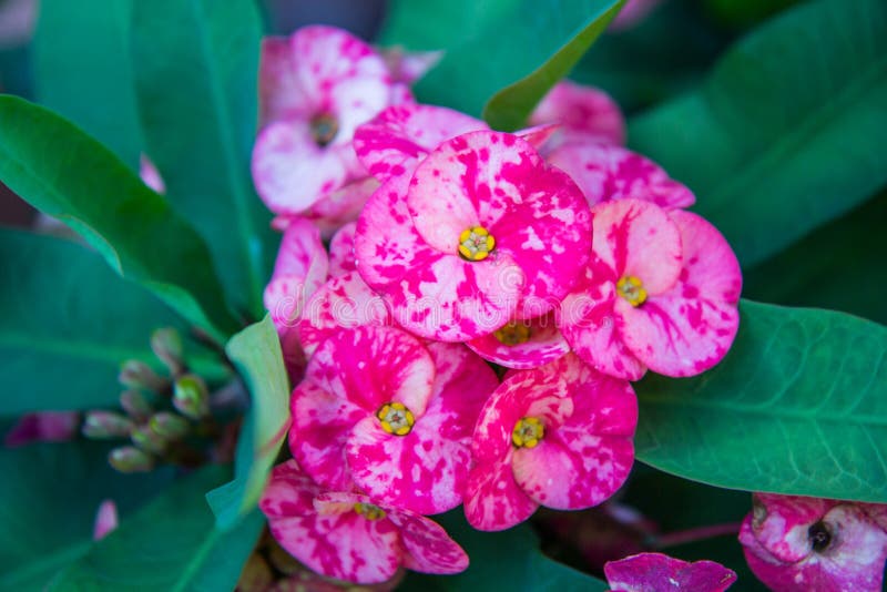 Pink Crown of thorns flowers : Euphorbia milli Desmoul