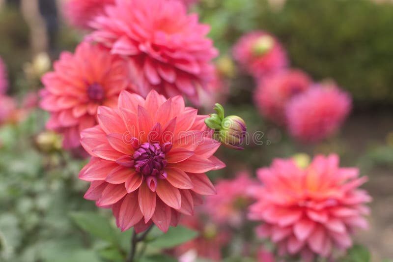 Garden of pink dahlia with a focused one. Focused natural elegance stock images, royalty-free photos and pictures