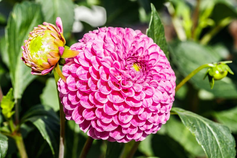 Pink Dahlia Flower Growing in the Garden Stock Photo Image of green