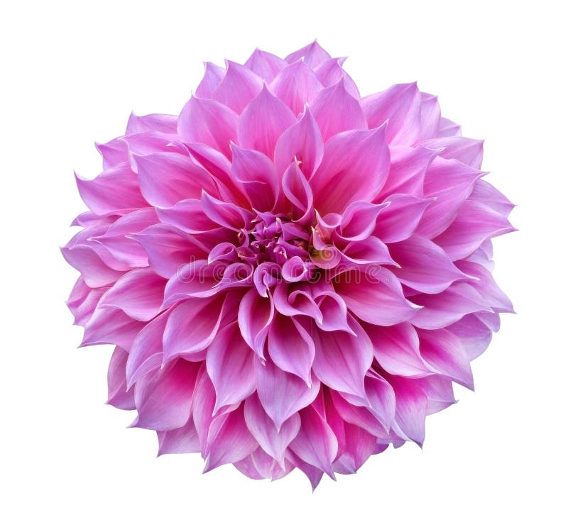Pink Dahlia flower isolated on white background, clipping path