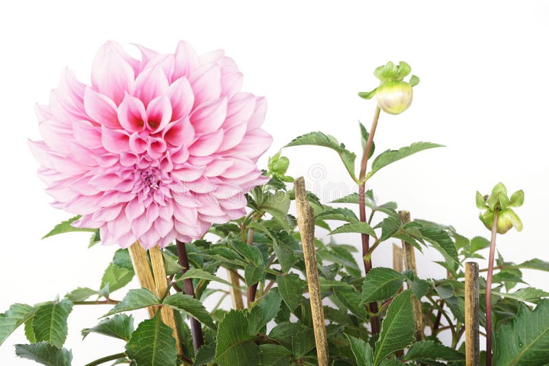 Pink Dahlia Flowers blooming with green leave isolated on white background royalty free stock images Pink Dahlia Flowers blooming with green leave isolated on white background royalty free stock images
