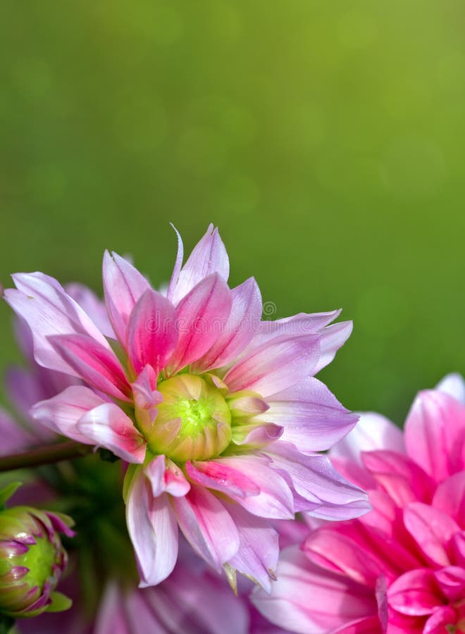 Pink dahlia flowers background.