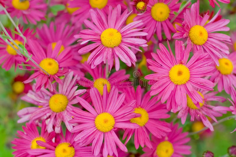 Pink daisies stock image. Image of fresh, background 11164723