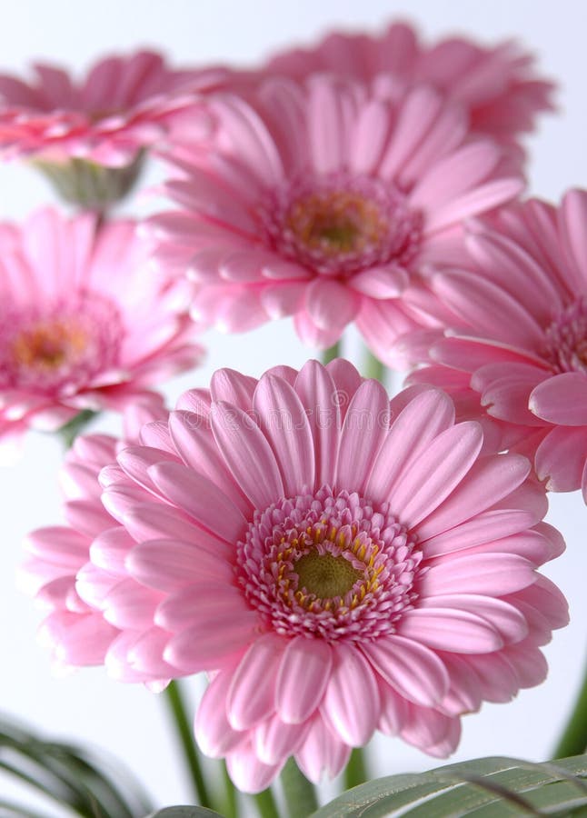 Pink daisies stock photo. Image of blooming, head, nature 12748310