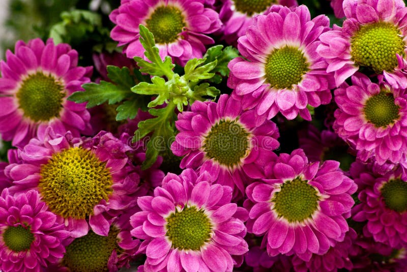 20,713 Daisies Pink Stock Photos Free & RoyaltyFree Stock Photos