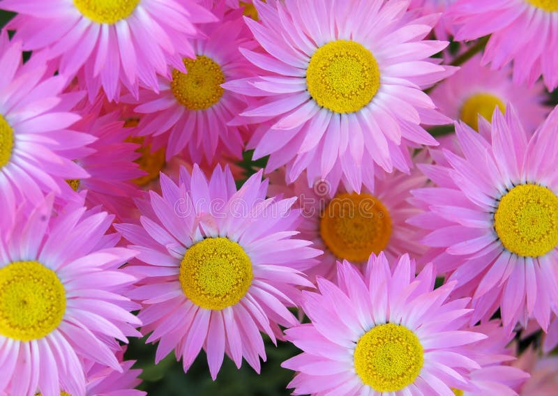 22,208 Pink Daisies Stock Photos - Free & Royalty-Free Stock Photos from  Dreamstime