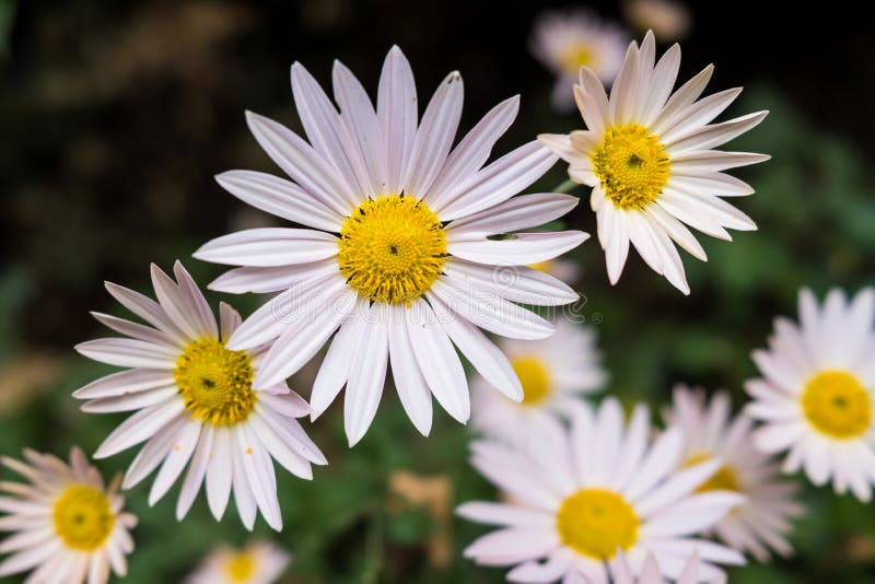 Pink Daisies Blooming in a Group on a Bright Day Stock Photo Image of