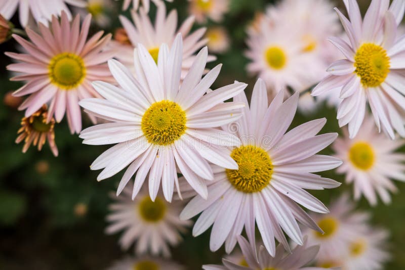 Pink Daisies Blooming In A Group On A Bright Day Stock Photo Image Of