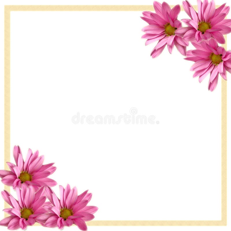 Download Pink Daisies Corner Border On White Stock Photo - Image of petal, wallpaper: 16998702
