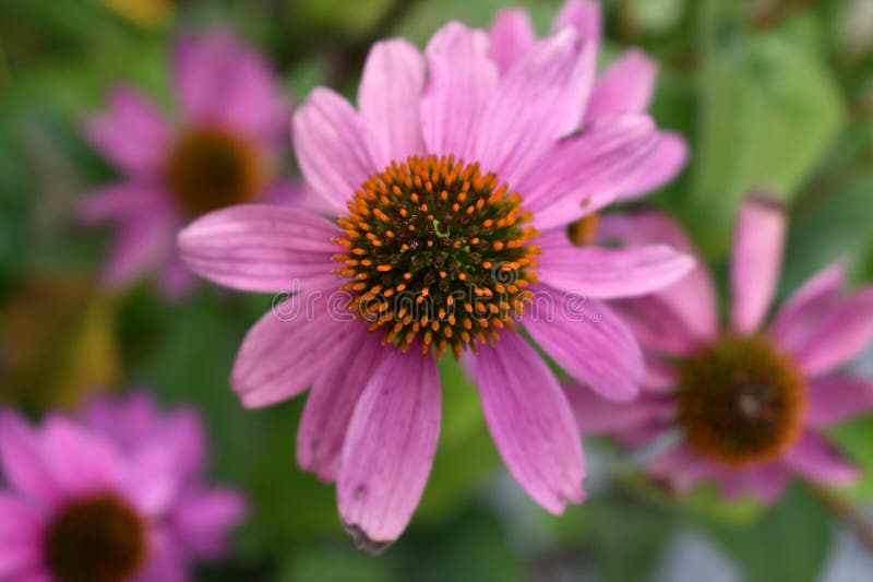 Pink Flowers stock photography