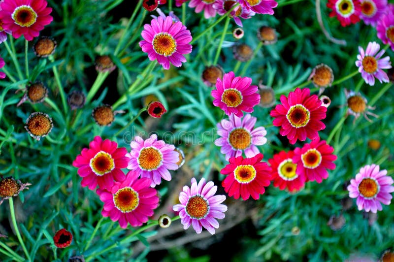 White Pink Daisies Stock Images Download 6,926 Royalty Free Photos