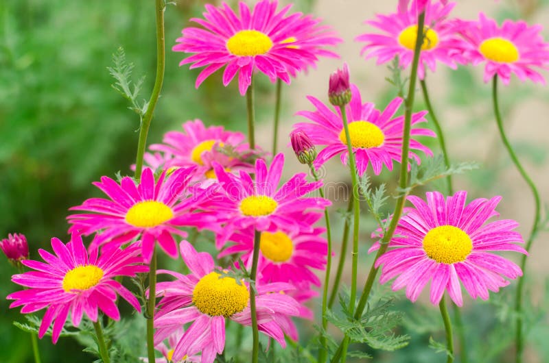 Pink Daisies in the Garden. Natural Wallpaper, Background for Design ...