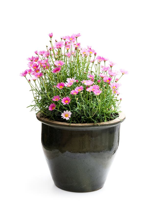 Pink Daisies Marguerite perennials in flower pot isolated on wh