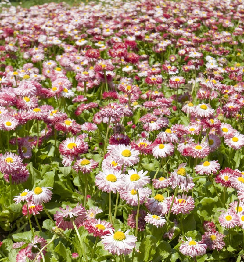 Pink daisies stock photo. Image of blossom, botanic, plant 35294606