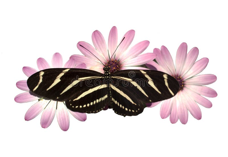 Pink Daisies Zebra Longwing Butterfly Isolated stock image Pink Daisies Zebra Longwing Butterfly Isolated stock image
