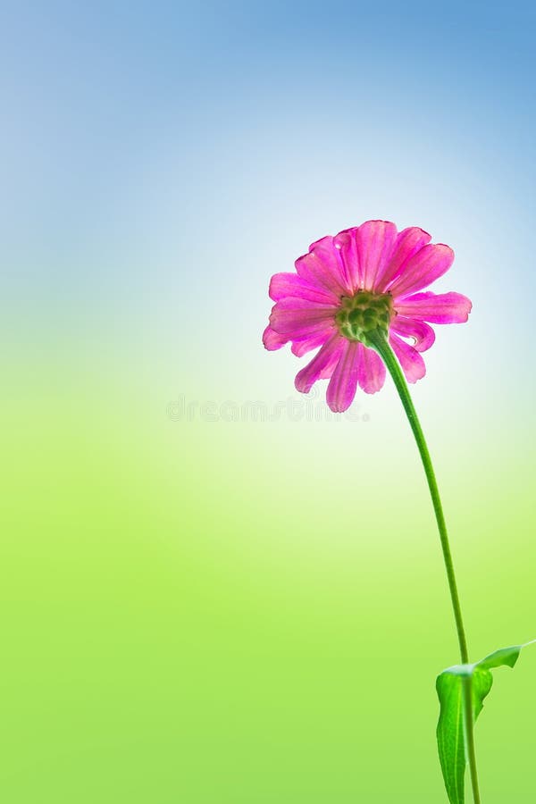 Pink daisy