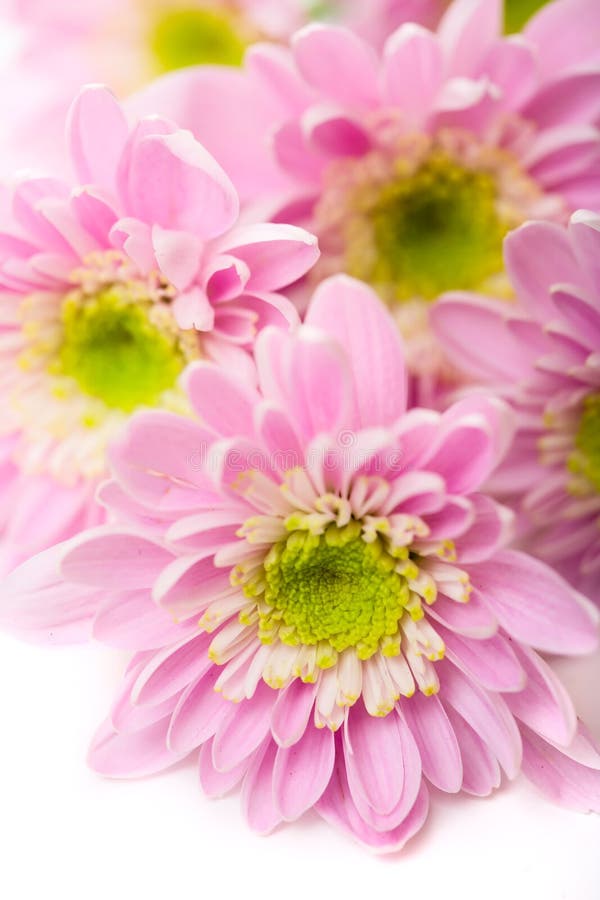 Pink daisy