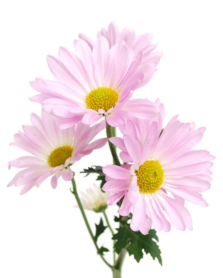 Pink daisy blooms at Mom day