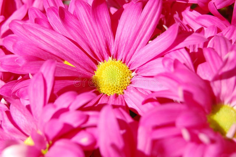 Pink daisy bouquet stock photo. Image of beautiful, vibrant 12676186