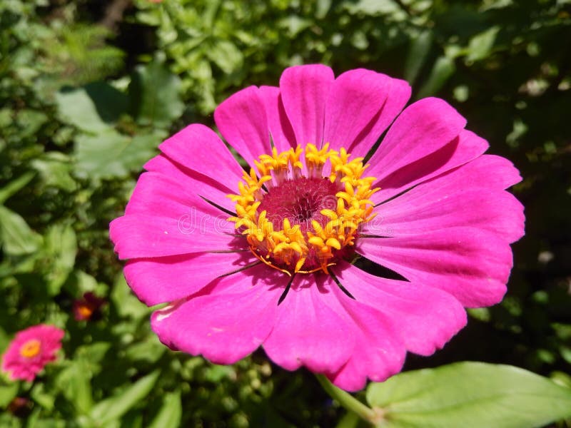 Dettagliato sul caldo rosa perenne margherita fiore fioritura giardino.