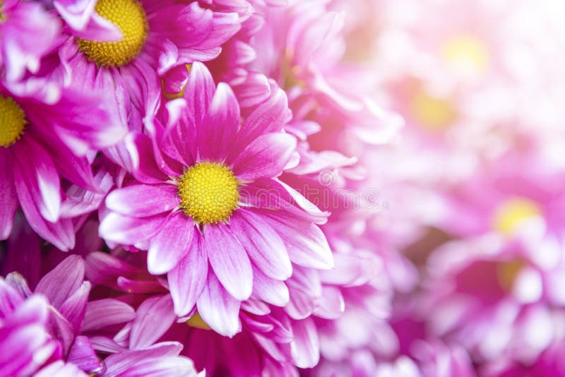 Pink Daisy Flower with Morning Flair Light Background, Stock Image ...