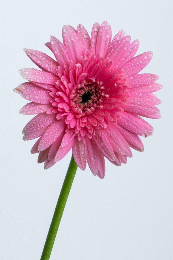 Pink daisy flower with water drops on petals royalty free stock photo