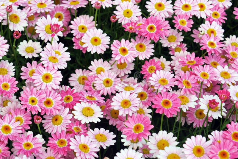 Pink daisy flowers background. 