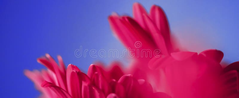 Pink daisy flowers on blue background, floral backdrop and beauty in nature